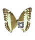 MORPHIDAE