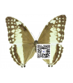 M.adonis huallaga (F)A.1-