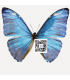 MORPHIDAE