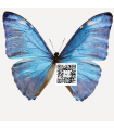 M.adonis intermedia