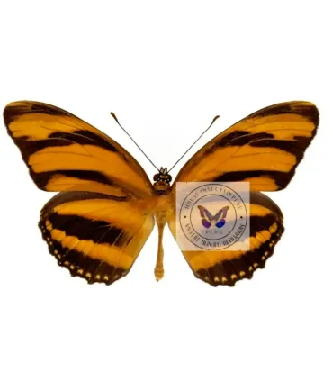 Heliconidae Dryadula Phaetusa