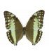 MORPHIDAE