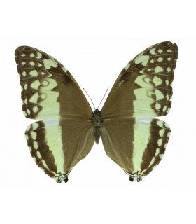 MORPHIDAE