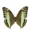 M.Adonis intermedia (F).1-