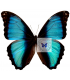MORPHIDAE