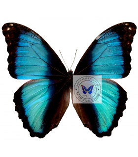 MORPHIDAE