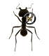 HYMENOPTERA