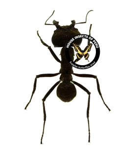 HYMENOPTERA
