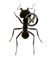 Atta cephalotes