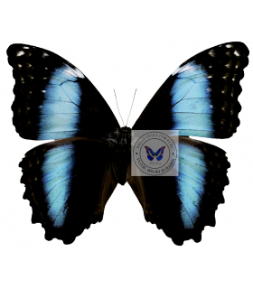 MORPHIDAE