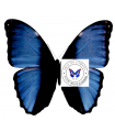 Morpho deidamia  pyrrhus