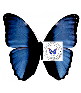 MORPHIDAE