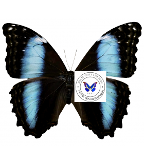 MORPHIDAE
