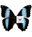 M.deidamia pyrrhus(F)A.1-