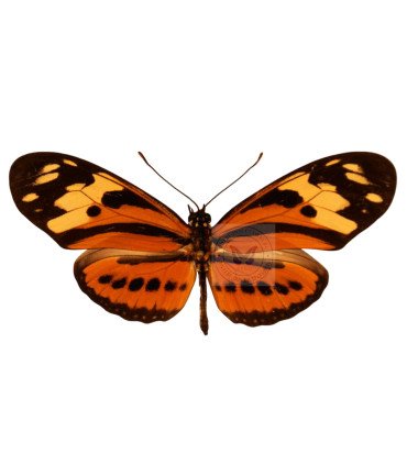 Heliconidae Eueides isabella dissolutus