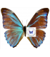 MORPHIDAE