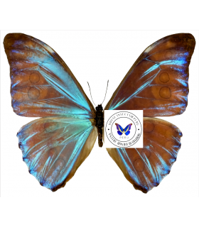 MORPHIDAE