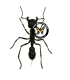 HYMENOPTERA