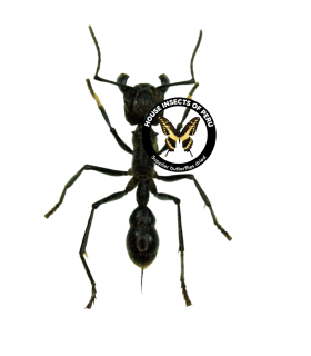 HYMENOPTERA