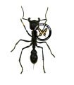 Dinoponera gigantea