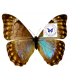 MORPHIDAE