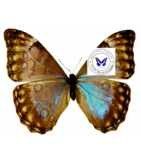 MORPHIDAE