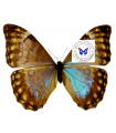 M.aurora aureola (F)A.1-