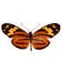 Heliconidae Eueides isabella dissolutus