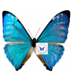Morpho zephyritis A.2-
