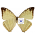 MORPHIDAE