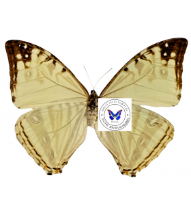 MORPHIDAE