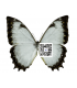 MORPHIDAE