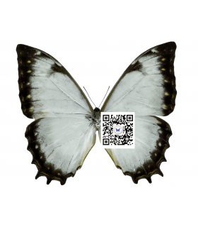 MORPHIDAE