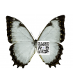 Morpho theseus juturna