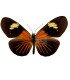 Heliconidae Eueides tales f. franciscus