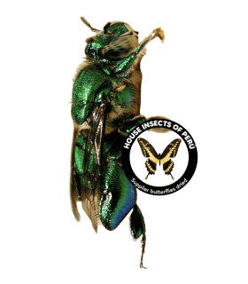 HYMENOPTERA