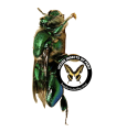 Euglossa magnipes