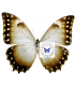 MORPHIDAE