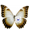 M.theseus juturna F)