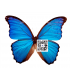 MORPHIDAE