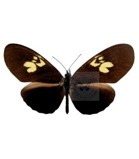 Heliconidae Eueides heliconioides aides