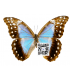 Didius (Tingomarensis)(F)A.1-