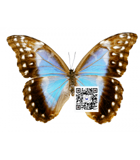 Didius (Tingomarensis)(F)A.1-