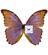 MORPHIDAE