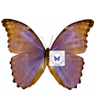 Morpho godarti assarpai