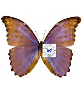 MORPHIDAE