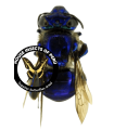 Euglossa bidentata