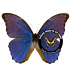 MORPHIDAE