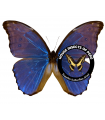 Morpho godarti julanthiscus