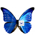 MORPHIDAE